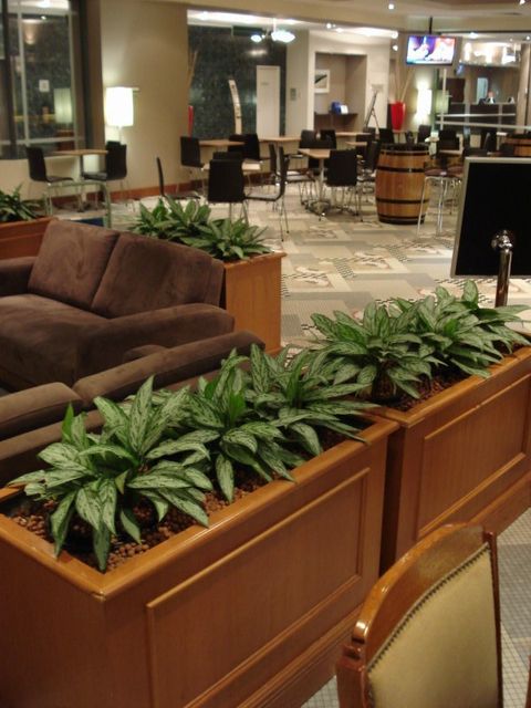 Luwasa Indoor Plant Hire has a proven track record for providing high quality indoor plant hire services.