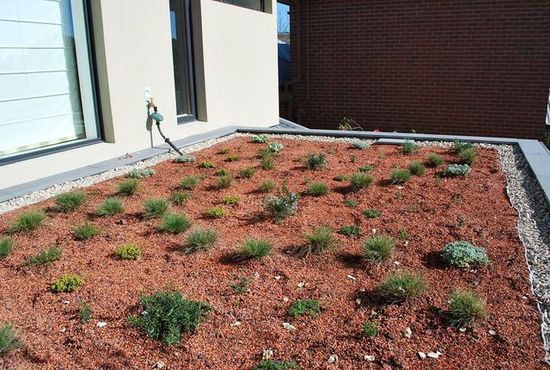GreenRoof1.JPG