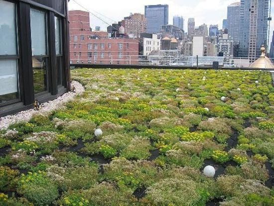 GreenRoof2.jpg