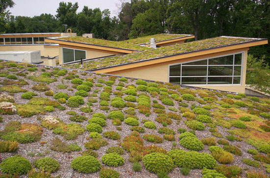 GreenRoof3.jpg
