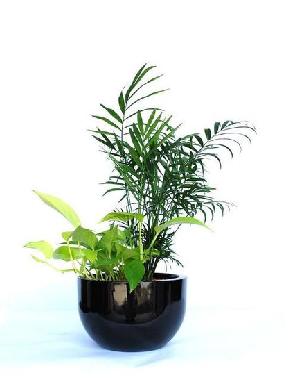 Indoor-Plant-C6.JPG
