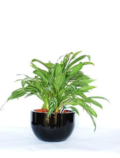 Indoor-Plant-C8.JPG