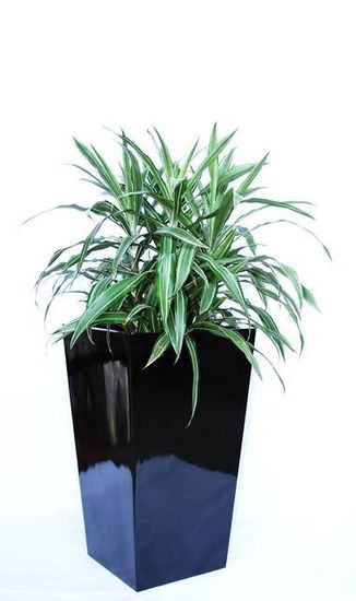 Indoor-Plant-F1.JPG