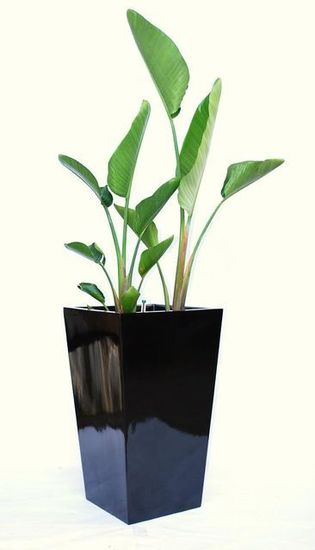Indoor-Plant-F11.JPG
