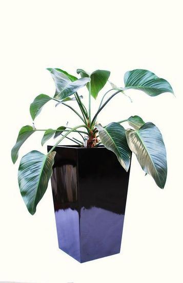 Indoor-Plant-F12.JPG
