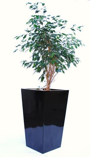 Indoor-Plant-F14.JPG