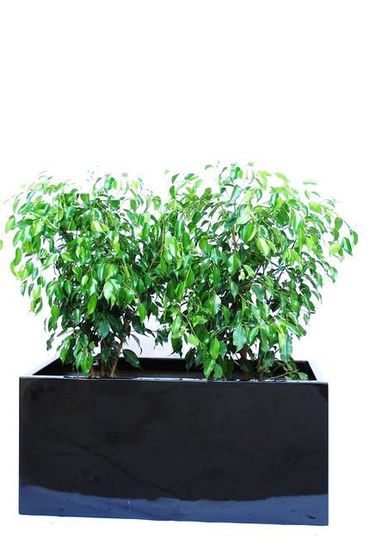 Indoor-Plant-F16.JPG