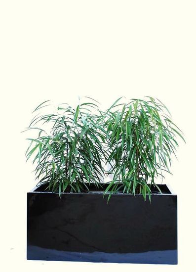 Indoor-Plant-F17.JPG