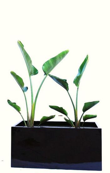 Indoor-Plant-F18.JPG