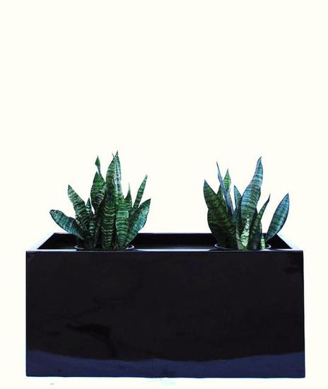 Indoor-Plant-F19.JPG