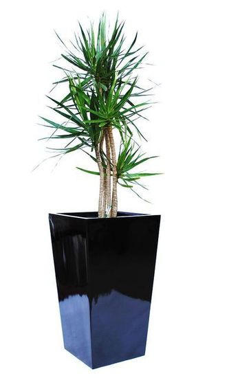 Indoor-Plant-F2.JPG
