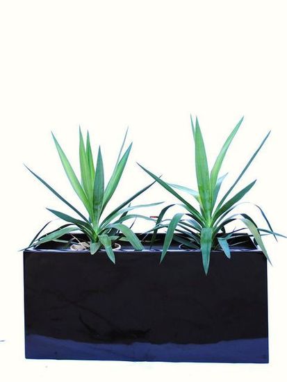 Indoor-Plant-F20.JPG
