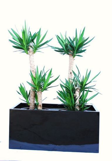 Indoor-Plant-F21.JPG