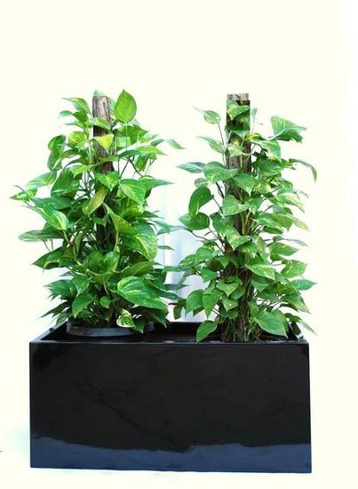 Indoor-Plant-F22.JPG