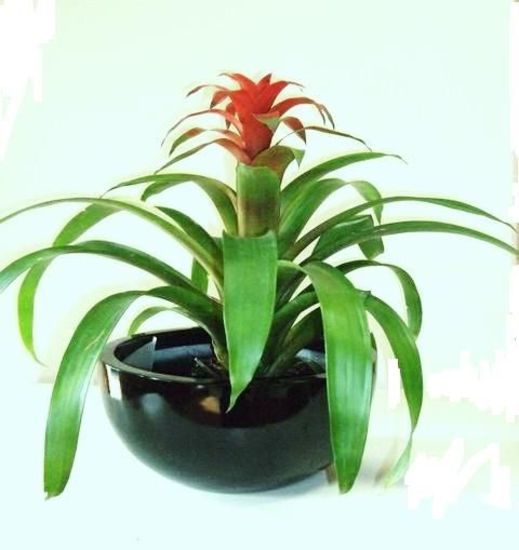 Indoor-Plant-F23.jpg
