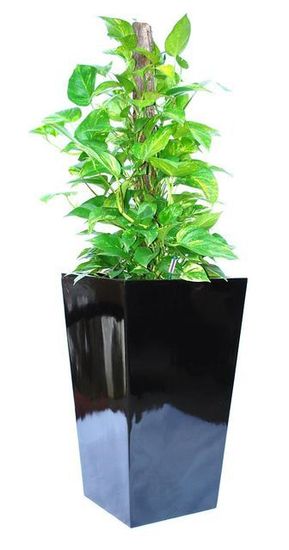 Indoor-Plant-F4.JPG