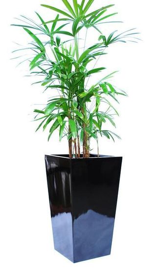 Indoor-Plant-F5.JPG