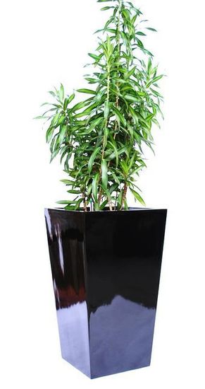 Indoor-Plant-F6.JPG