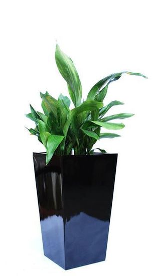 Indoor-Plant-F7.JPG