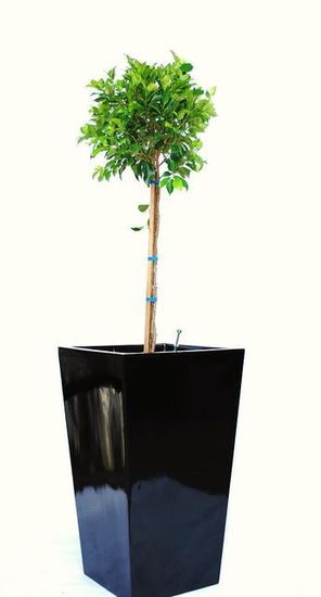 Indoor-Plant-F8.JPG