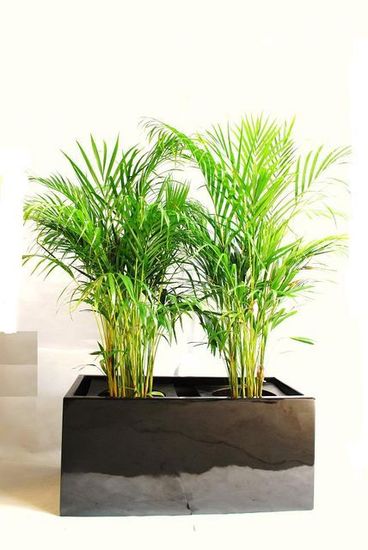 Indoor-Plant-G4.JPG
