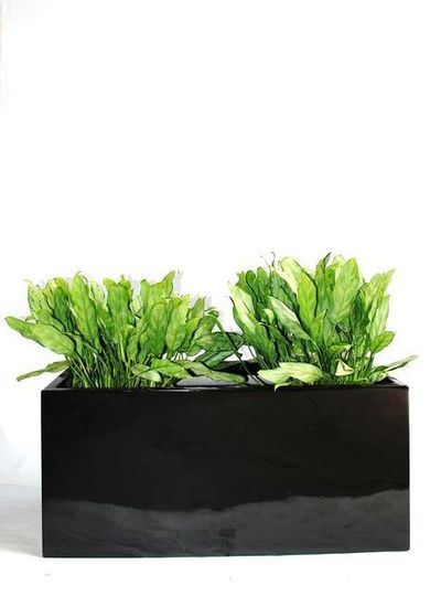 Indoor-Plant-G5.JPG