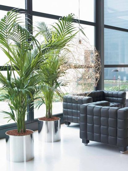 Indoor-Plant-Hire-001.jpg