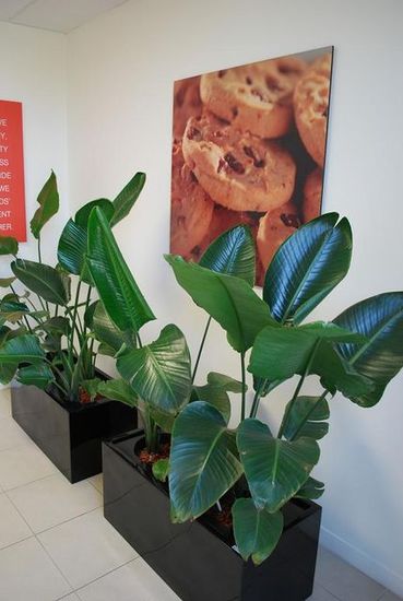 Indoor-Plant-Hire-C5.jpg
