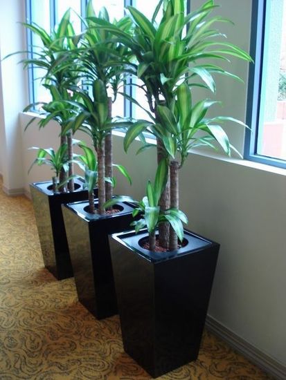 Indoor-Plant-Hire-C8.jpg