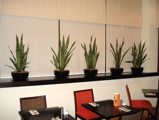 Indoor-Plant-Hire-C9.jpg