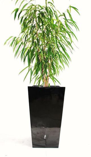 Indoor_Plant_G3.JPG