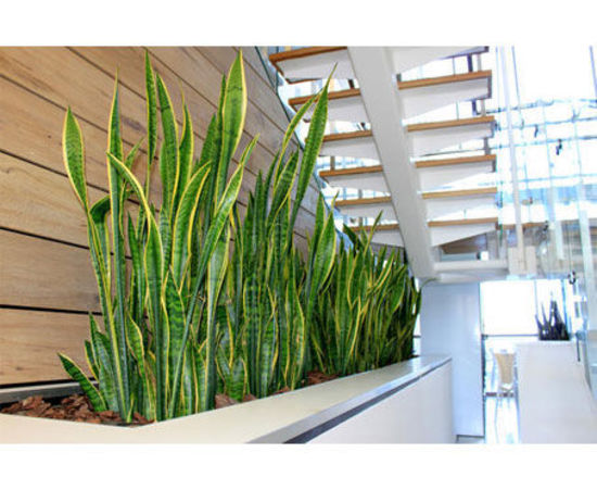 Office-Plant-Hire-7.jpg