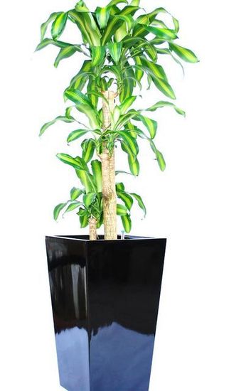Office-Plant-Hire-E8.JPG