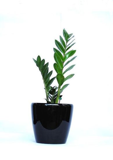 Plant-Hire-D2.JPG
