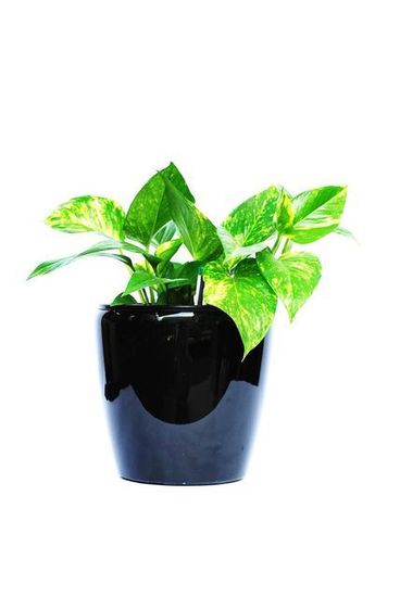 Plant-Hire-D4.JPG