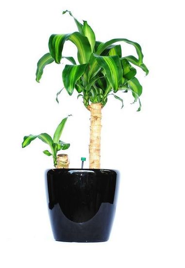 Plant-Hire-D5.JPG