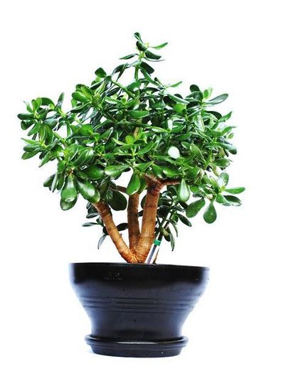 Plant-Hire-D6.JPG