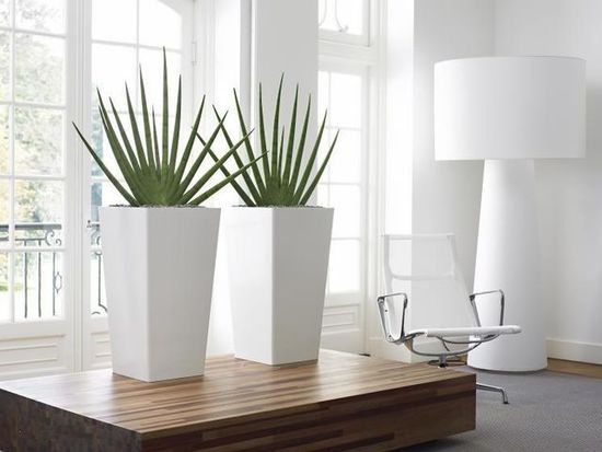indoor-plant-hire-A12.jpg