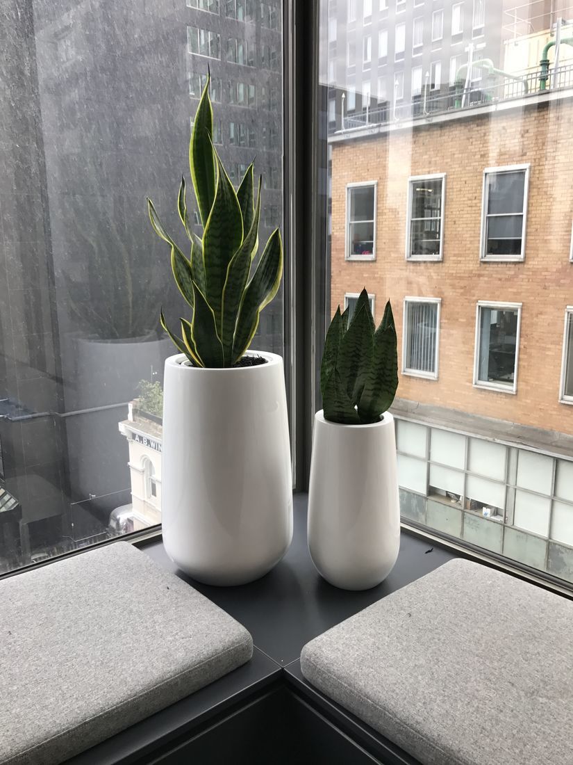 Indoor Plant Hire