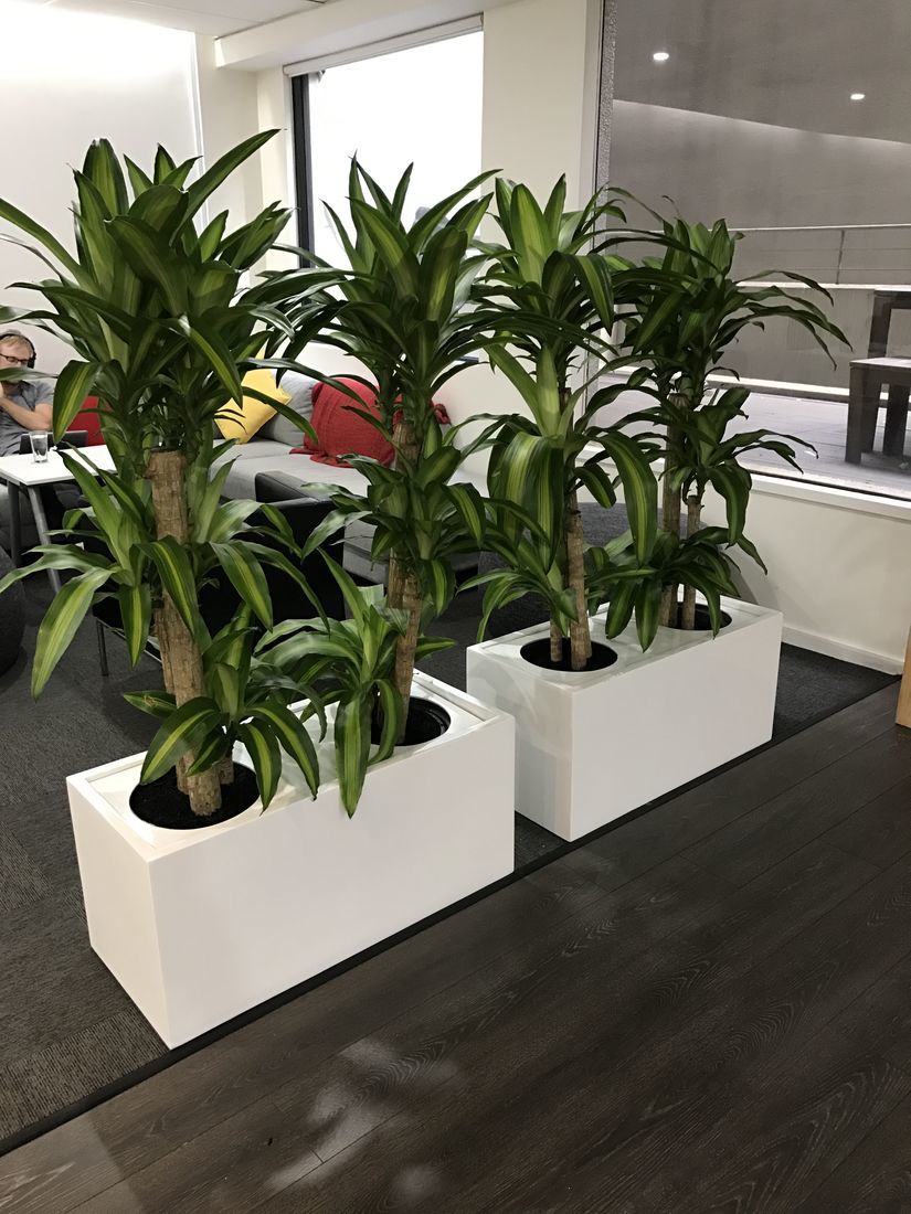 pots & planters choice indoor pots outdoor planters