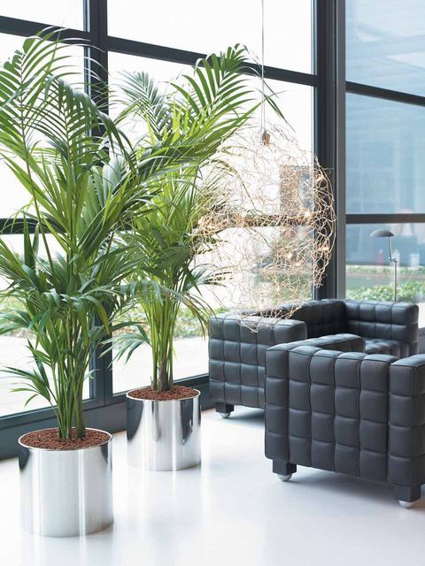 Indoor Plant Hire