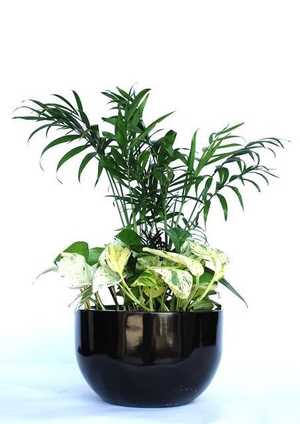 Indoor-Plant-C5.JPG