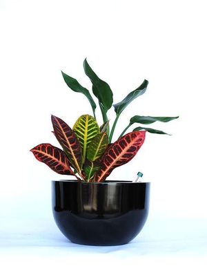 Indoor-Plant-C7.JPG