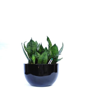 Indoor-Plant-C9.JPG